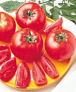 Bush Early Girl Tomato